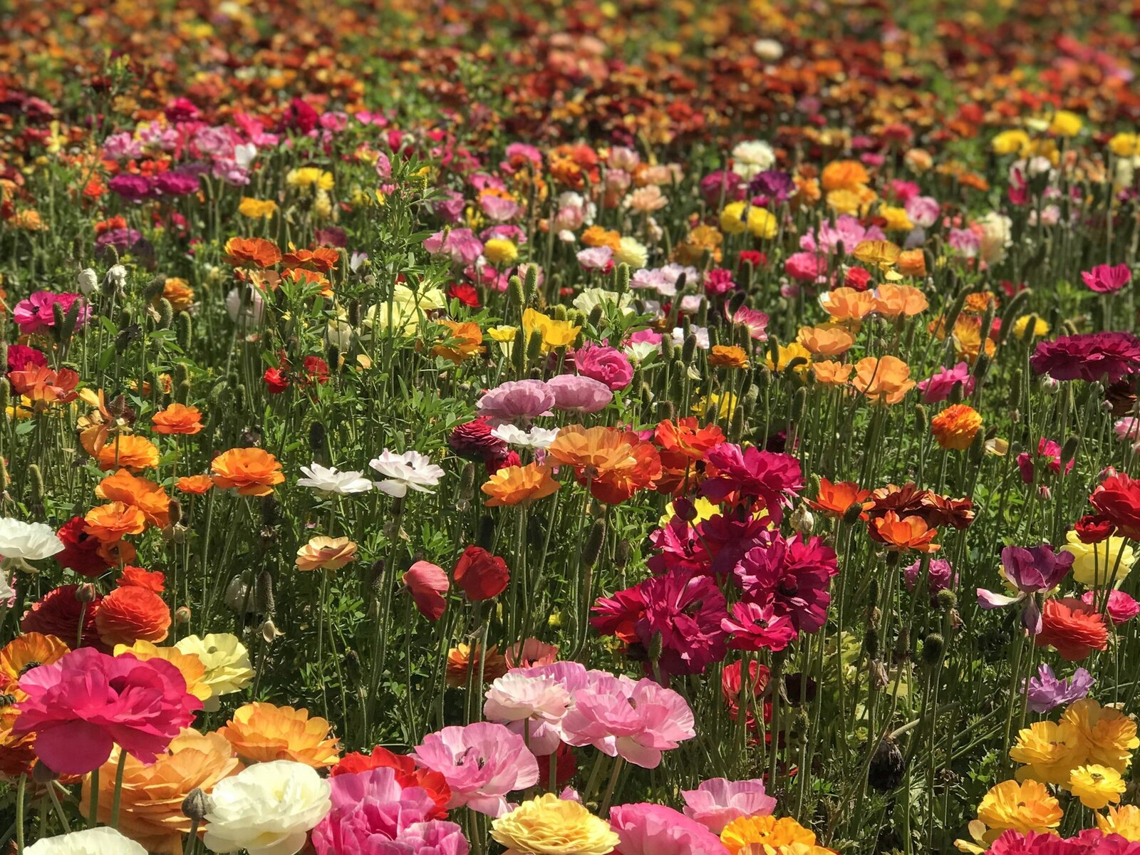 Rows of flowers growing on a local farm